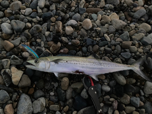 サゴシの釣果