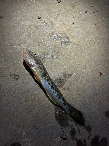 マハゼの釣果