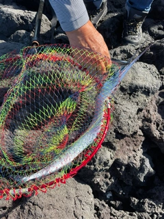 オキザヨリの釣果