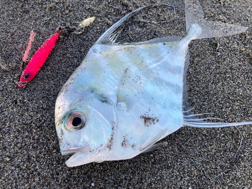 イトヒキアジの釣果