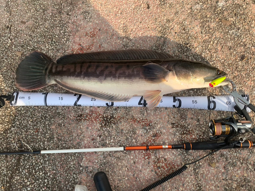 チャドーの釣果