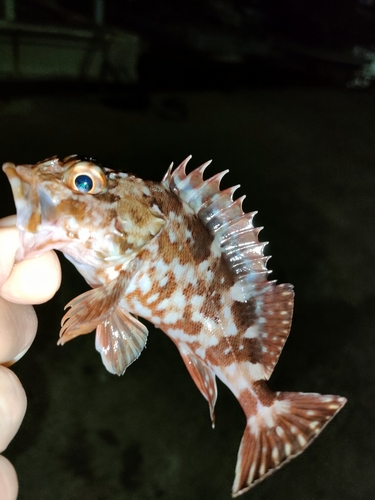 ガシラの釣果