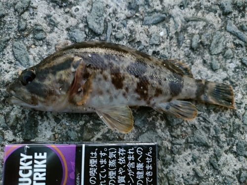 タケノコメバルの釣果