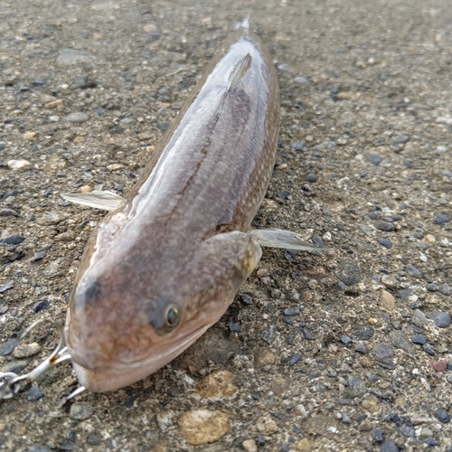 エソの釣果