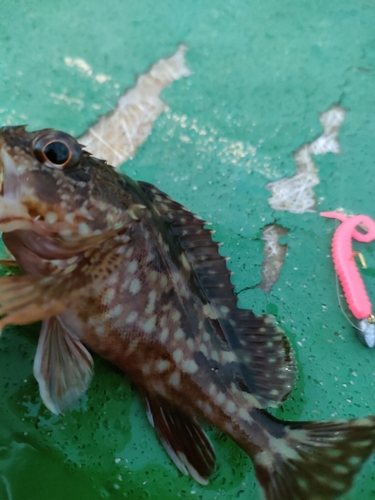 タケノコメバルの釣果