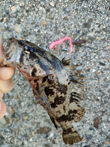 タケノコメバルの釣果