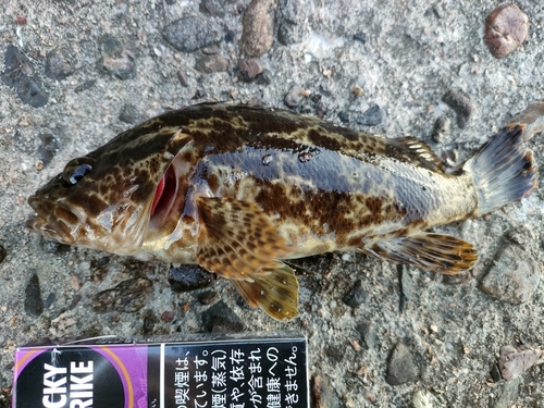 タケノコメバルの釣果