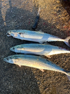 サゴシの釣果