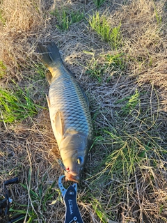 コイの釣果