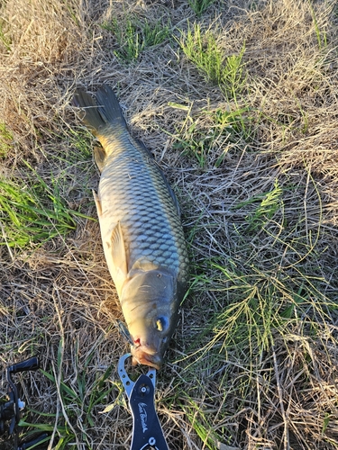 コイの釣果