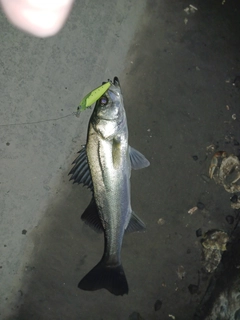 セイゴ（マルスズキ）の釣果