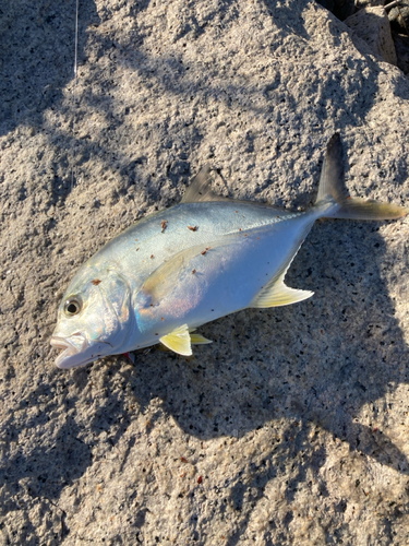 メッキの釣果