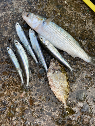 トウゴロウイワシの釣果