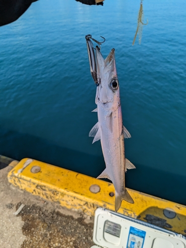 カマスの釣果