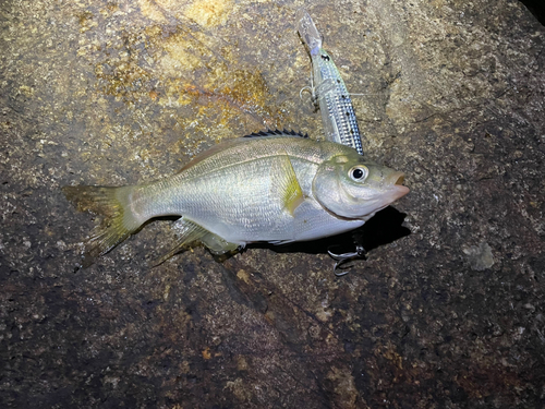 ウミタナゴの釣果