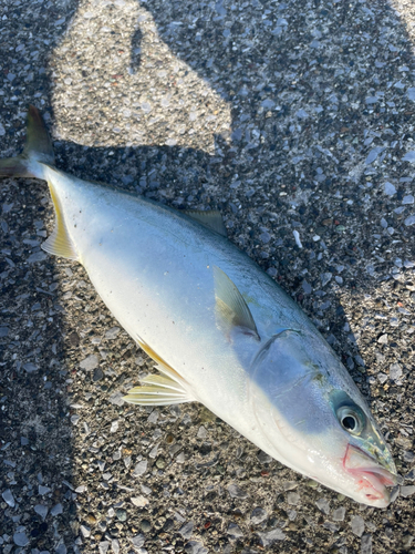 イナダの釣果