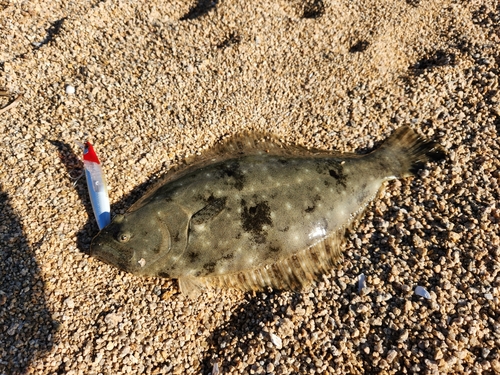 ヒラメの釣果