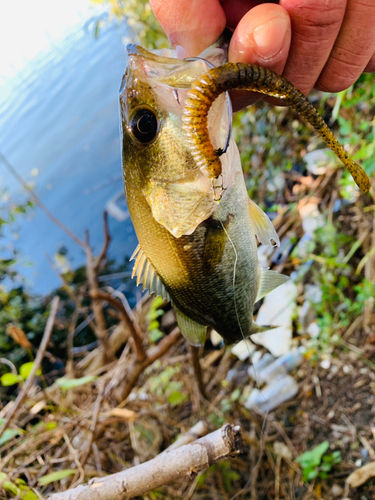 ラージマウスバスの釣果