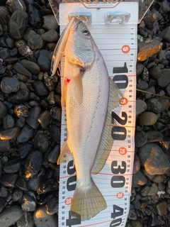 ニベの釣果