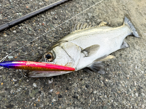 ヒラスズキの釣果