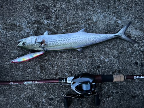 サゴシの釣果