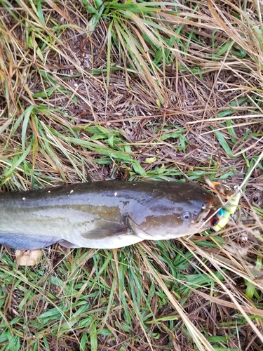 ナマズの釣果