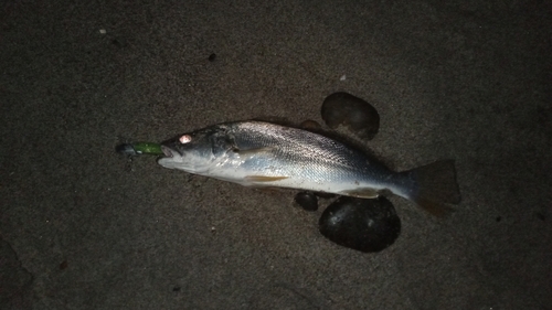 ニベの釣果