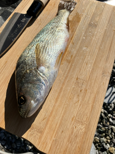 イシモチの釣果