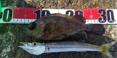 メバルの釣果