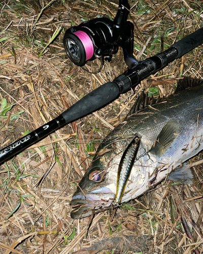 スズキの釣果