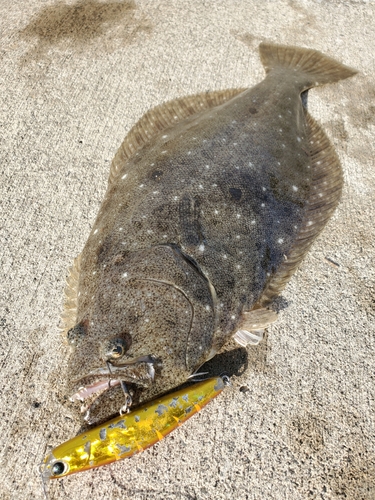 ヒラメの釣果