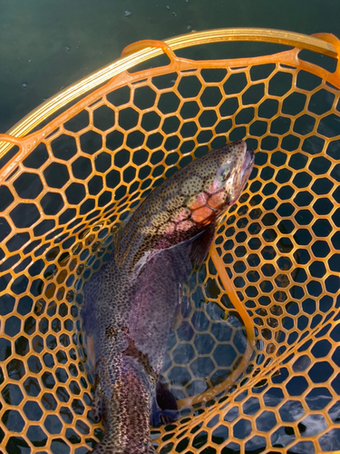 ニジマスの釣果