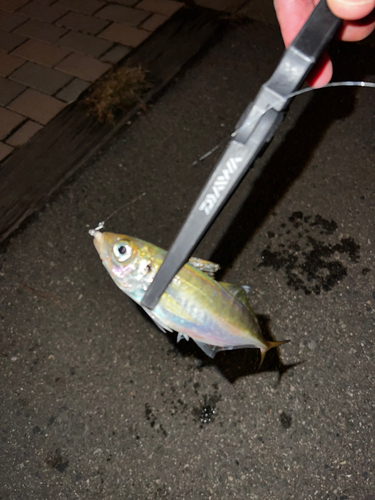 マアジの釣果