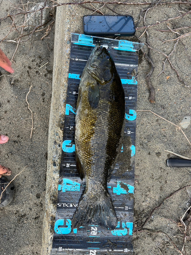 スモールマウスバスの釣果