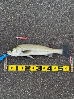 フッコ（マルスズキ）の釣果