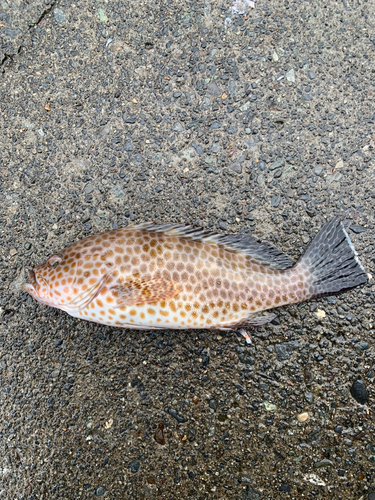 オオモンハタの釣果