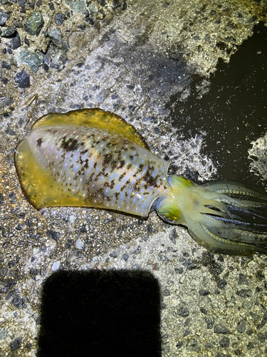 アオリイカの釣果