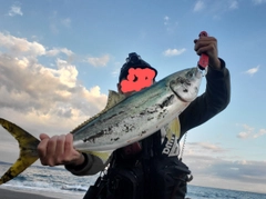 ワラサの釣果