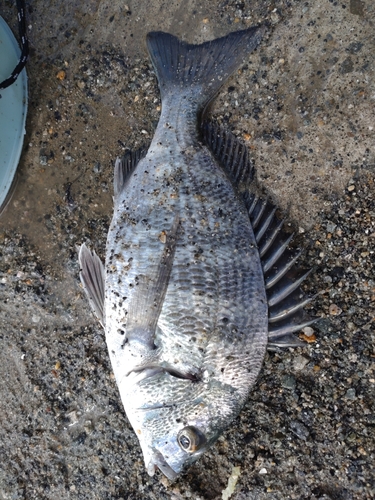 チヌの釣果