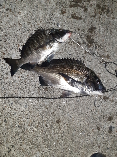 クロダイの釣果