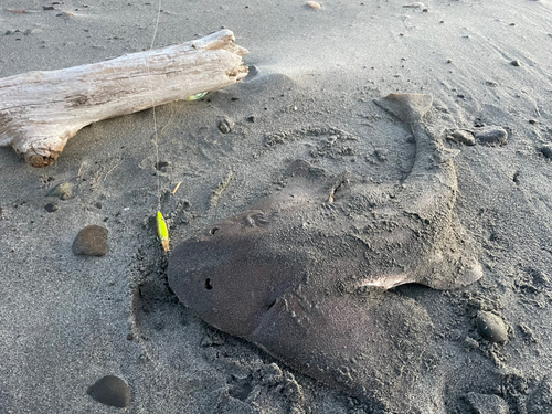 サメの釣果