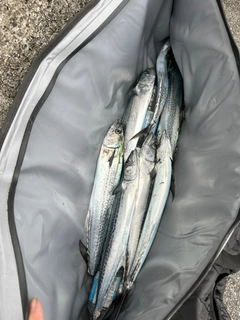 サゴシの釣果