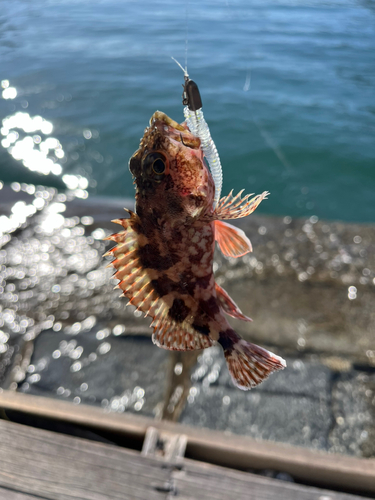 ガシラの釣果