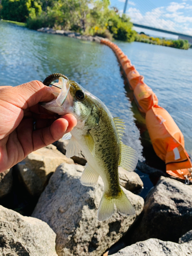 ラージマウスバスの釣果