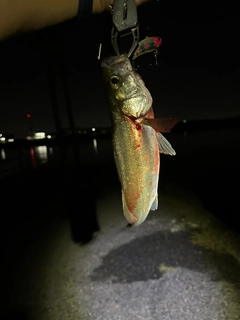 セイゴ（タイリクスズキ）の釣果