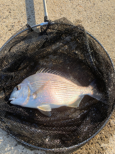 ヘダイの釣果