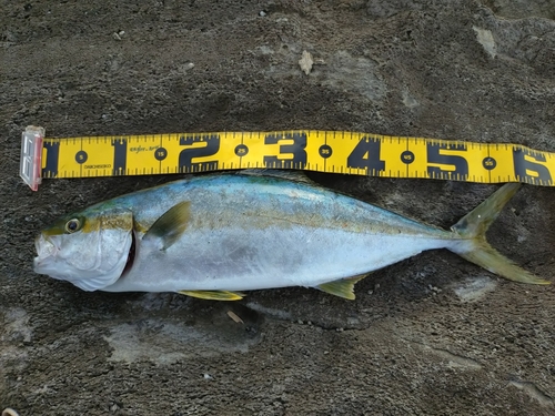 ヒラマサの釣果