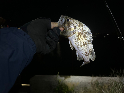 ソイの釣果