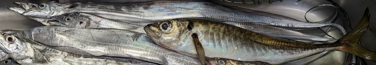 meganさんの釣果 2枚目の画像