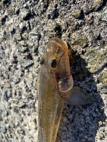 ハゼの釣果